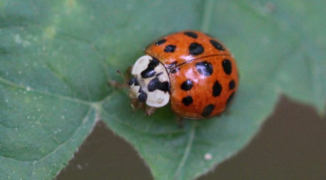 Busy beetles: lady beetles take to the air and our homes