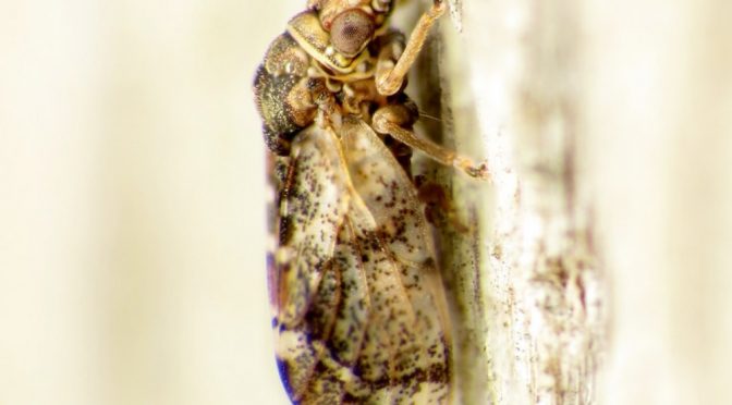 Hackberry Psyllids: Tiny, Jumping, Biting Insects