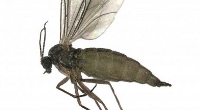 Fungus Gnats: Tiny Flies Around Your Houseplants