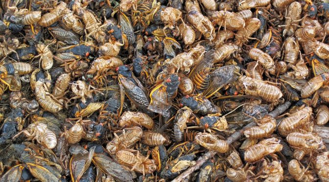 Brood X Cicadas in the Midwest?