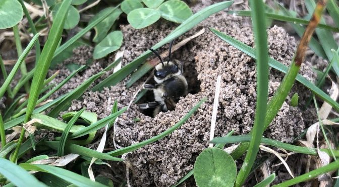 In Defense of Ground Bees