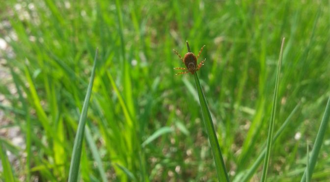 The ABCs Of Tick Season In Wisconsin