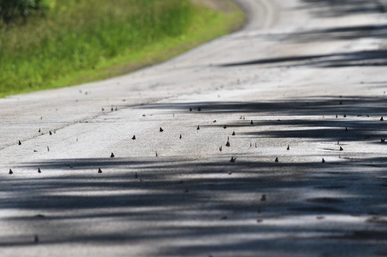 Hackberry emperor butterflies on a rural road