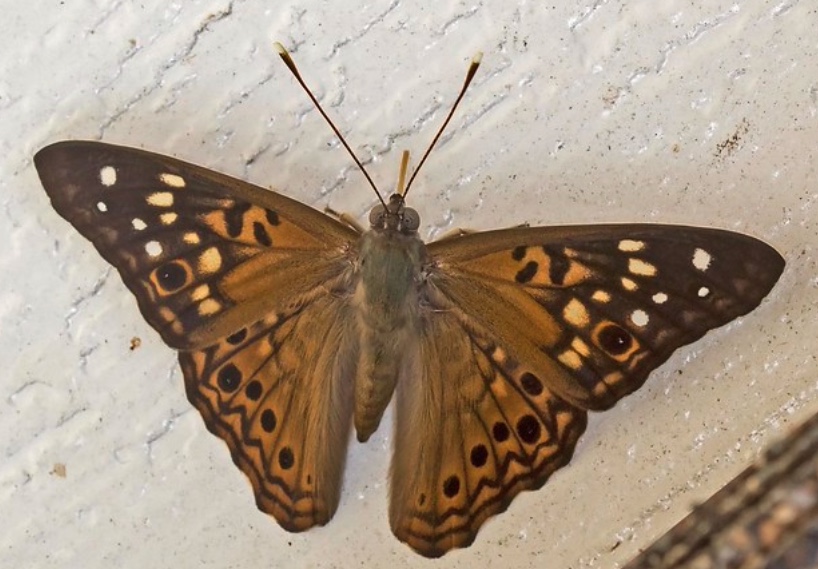 Hackberry emperor butterfly with wings spread