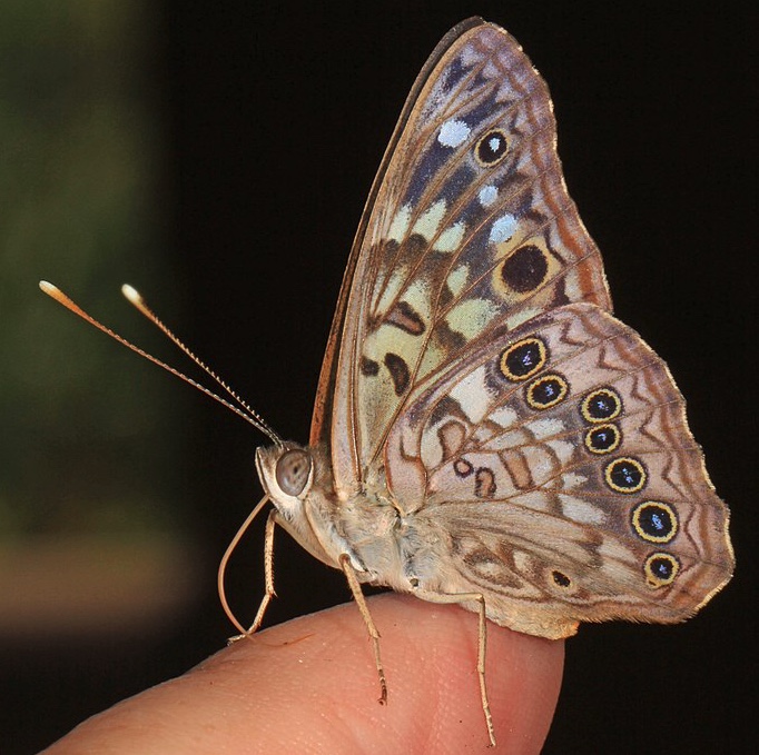 Hackberry emperor butterfly with wings folded at rest