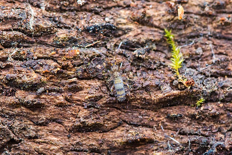 Photograph of a springtail on a log.