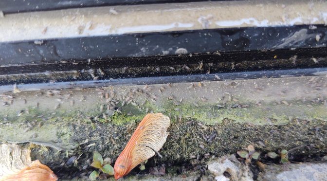 The Summer of Springtails