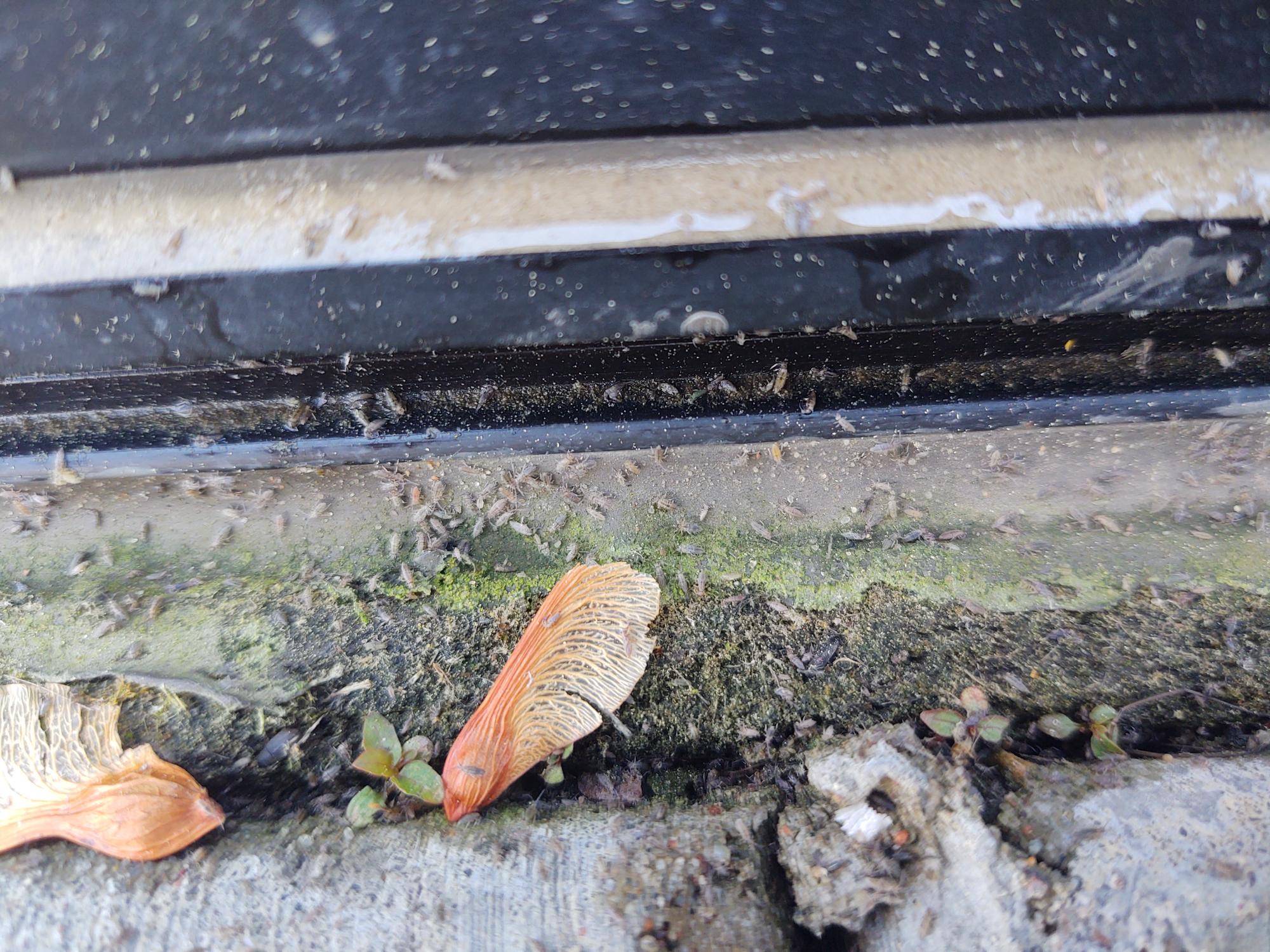 Hundreds of springtails along a home's foundations.