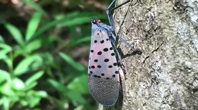 Spotted Lanternfly: The Next Big Pest in Wisconsin?
