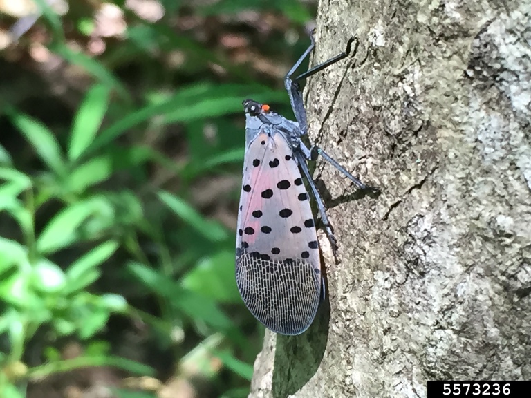 Spotted lanternfly adult