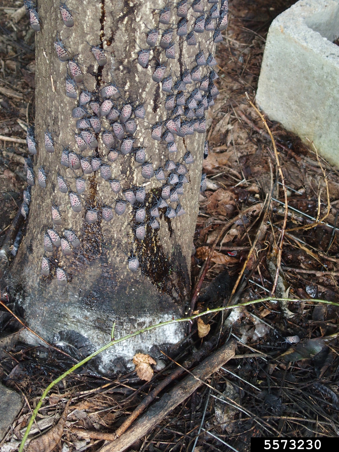 Aggregation of spotted lanternfly adults and damage at base of tree
