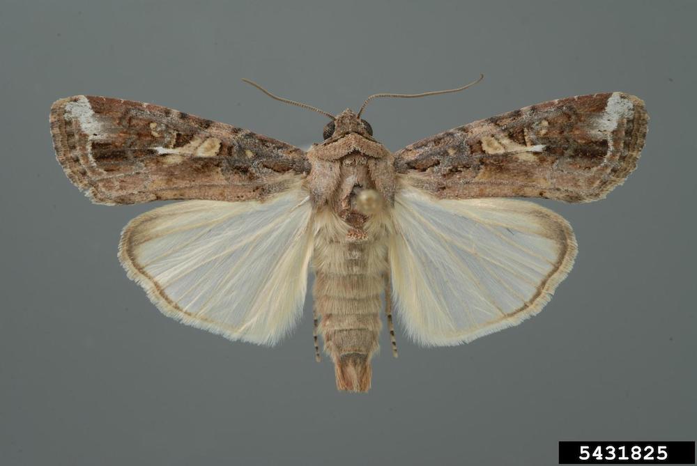 Fall armyworm adult moth