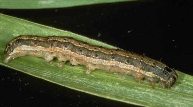 Fall Armyworms: A Late Summer Surprise in Wisconsin