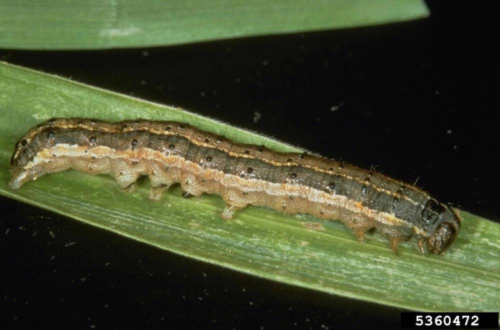 Fall armyworm caterpillar