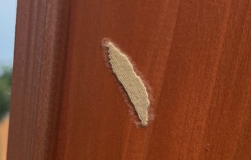 Eggs of the fall armyworm