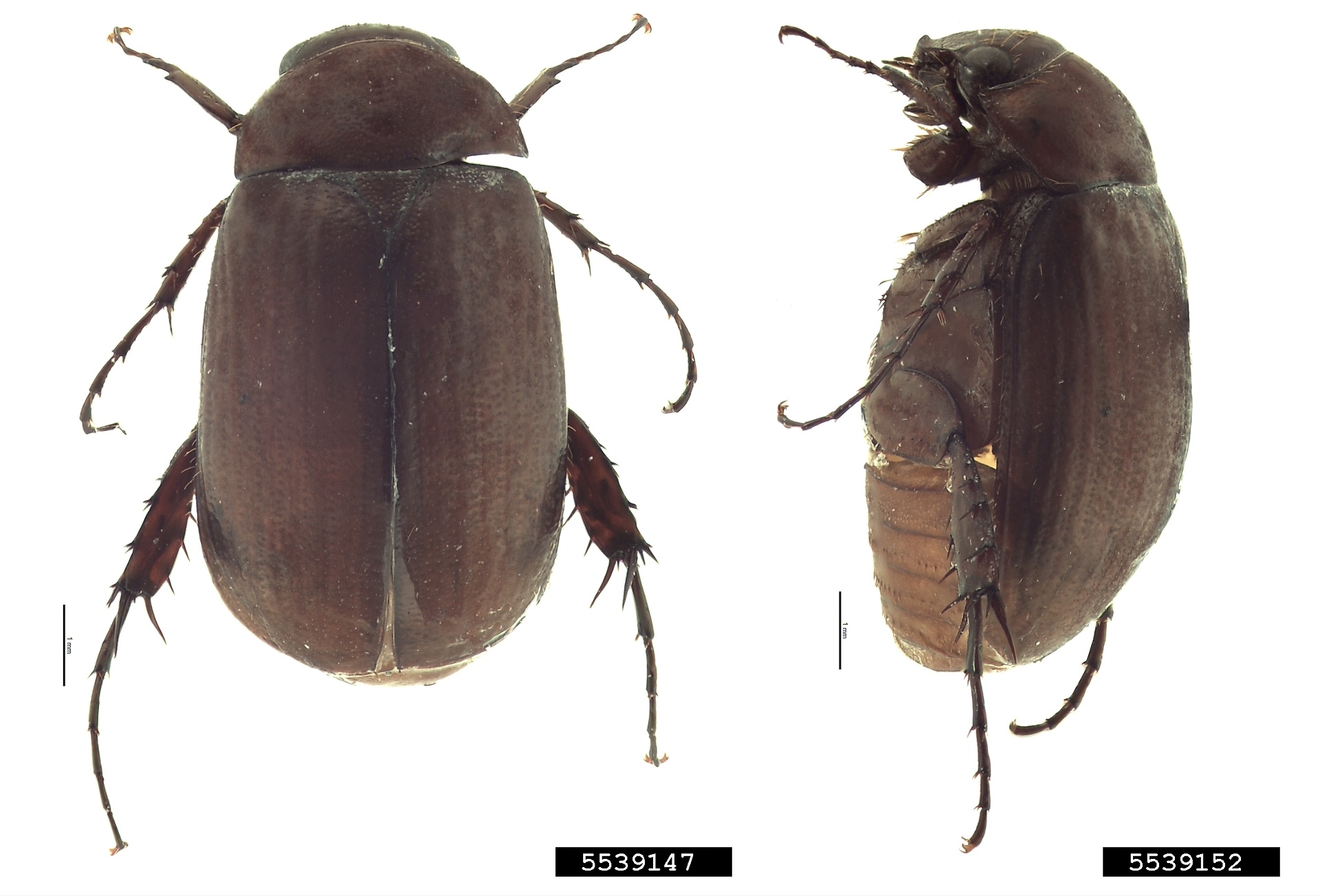 Photo of adult Asiatic garden beetles
