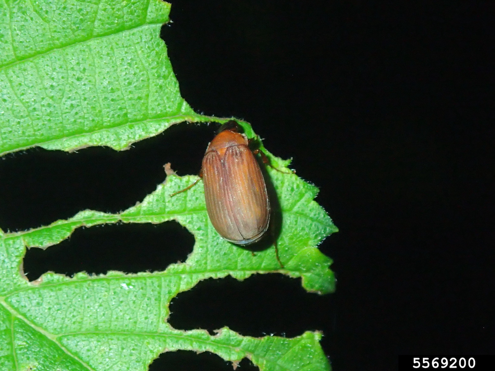 Adult Asiatic garden beetle and plant damage.
