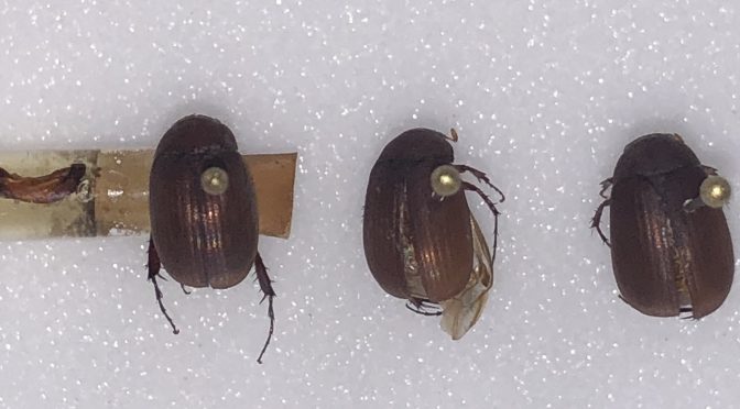 Asiatic Garden Beetles Collected in Wisconsin for the First Time
