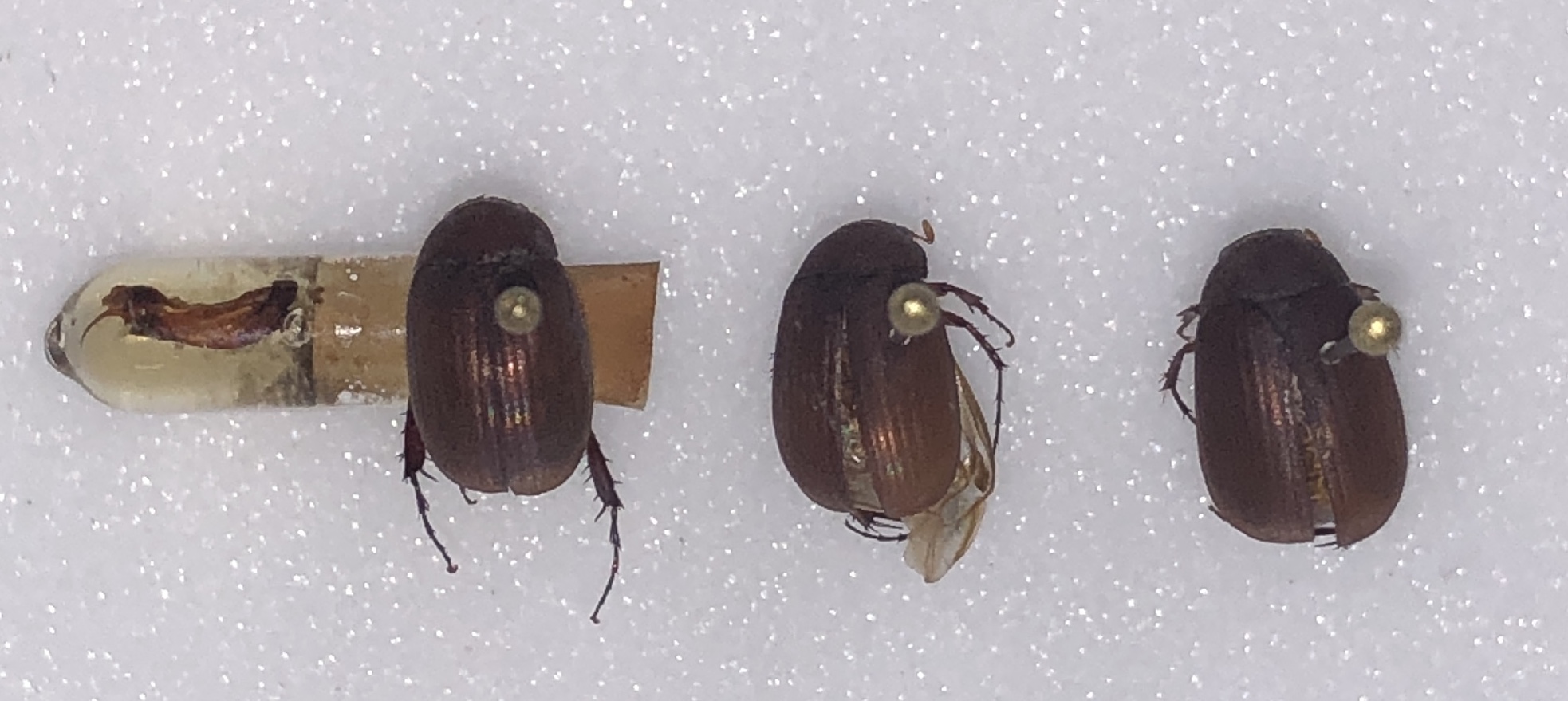 Adult Asiatic garden beetles colleted in Wisconsin.