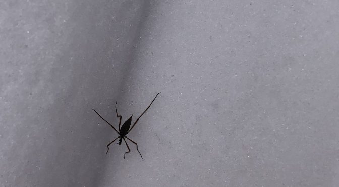 Insects on the Snow