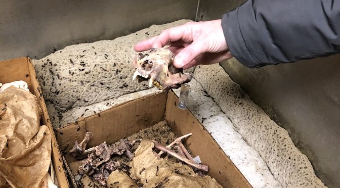 UW-Madison and the Chamber of Flesh-Eating Beetles