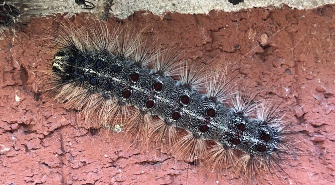 Spongy moth: an old pest with a new name
