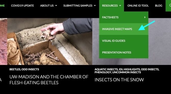 A New Tool To Help Track Invasive Insects in Wisconsin