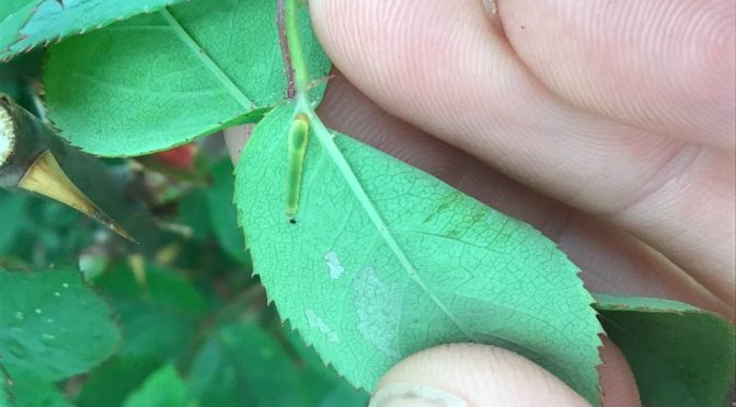 What’s Eating My Roses in Spring? — Sawflies