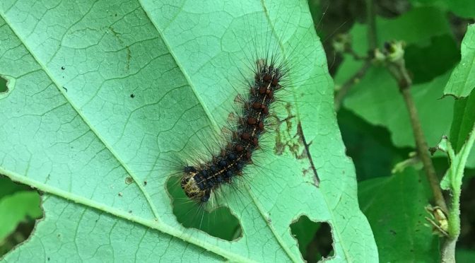 Spongy Moth: 2022 Late-Season Update