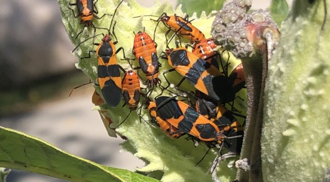 Large Milkweed Bugs: Featured Fall Insect