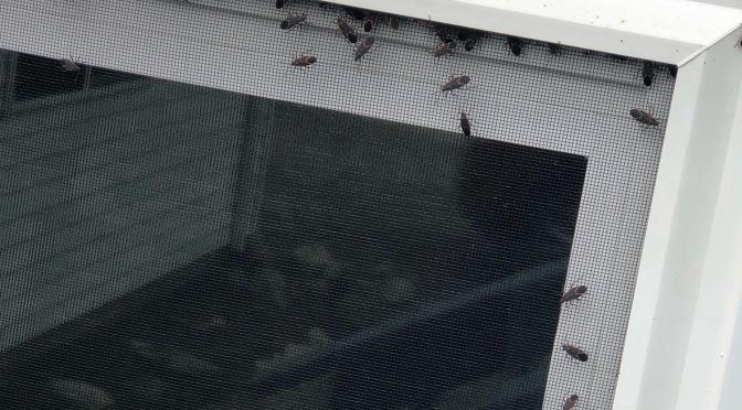 Boxelder Bugs: Back in the Mix