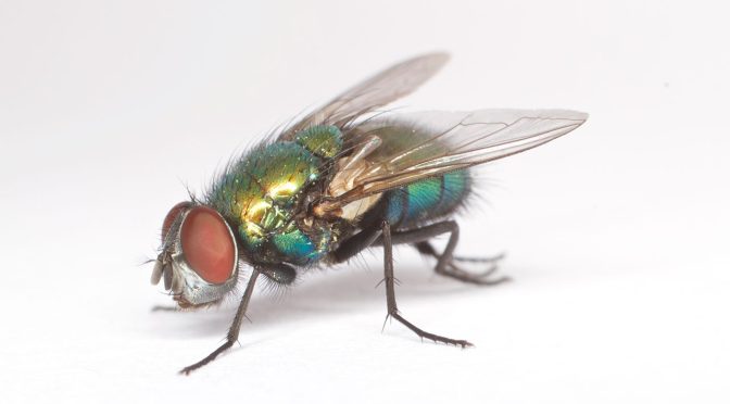 Adult blow fly (Family Calliphoridae)