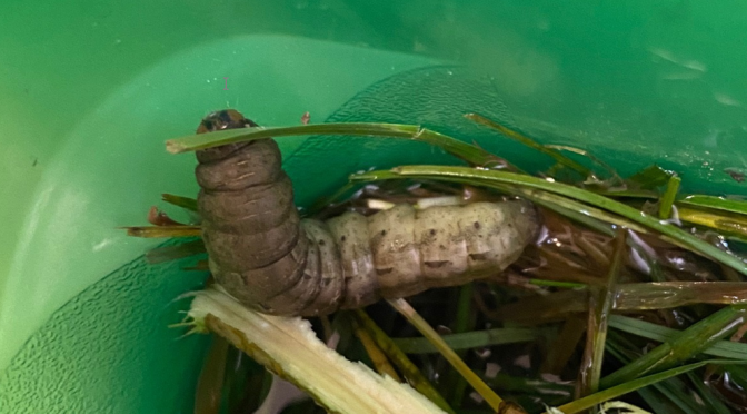 Snow Falling on Cutworms