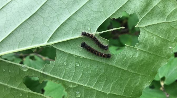 2023 Spongy Moth Season Kicks Off in Wisconsin