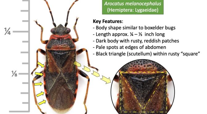 Elm Seed Bug Infographic
